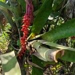 Aechmea nudicaulis Ліст