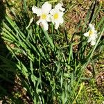 Narcissus tazettaBloem