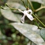 Pavetta bidentata Flower