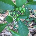 Solanum diphyllum Frutto