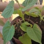 Ipomoea cordatotriloba Leaf