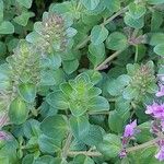 Thymus comosus Blad