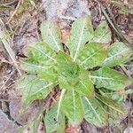 Oenothera biennis List