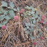 Asclepias solanoana Habitus