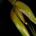Bulbophyllum pachyanthum പുഷ്പം