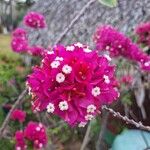 Bougainvillea glabraFlor