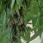 Fraxinus angustifolia Blatt