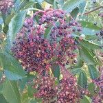 Sambucus nigra Φρούτο