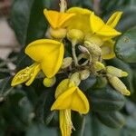 Sophora tomentosaBlodyn