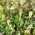 Lycopodium tristachyum Habitus