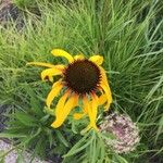 Echinacea paradoxa Flor