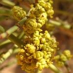Ephedra viridis Blomma
