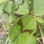 Persicaria virginiana Hoja