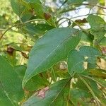 Fraxinus pennsylvanica Blad