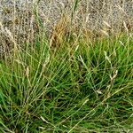 Sesleria caerulea Tervik taim