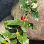 Rhamnus alaternus पत्ता