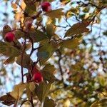Crataegus rhipidophyllaPlod