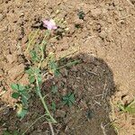 Cleome chelidonii Fleur