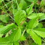 Agrimonia gryposepala Leaf