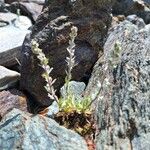 Artemisia genipi Blomst