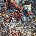 Sedum lanceolatum List