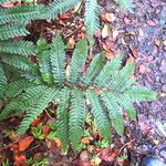 Thelypteris tetragona Лист