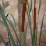 Typha orientalis