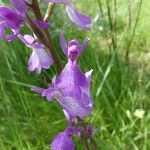 Anacamptis palustris Blomma