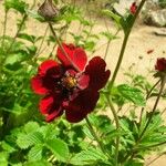 Potentilla atrosanguinea Other