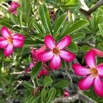 Adenium obesumFleur