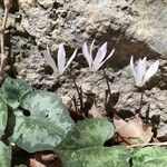 Cyclamen balearicum Floare