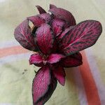 Fittonia albivenis Blodyn