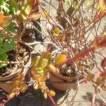 Kalanchoe manginii Лист