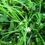 Stellaria graminea花