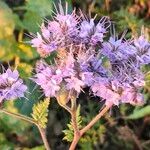 Phacelia tanacetifoliaBlüte