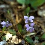 Viola sagittata Агульны выгляд