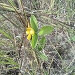 Cajanus scarabaeoides Flower