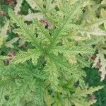 Geranium viscosissimum Leaf