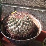 Mammillaria standleyi Hoja