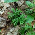 Diphasiastrum complanatum Likasa