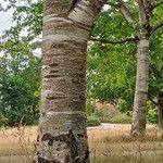 Betula maximowicziana 樹皮