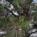 Pinus echinata ᱥᱟᱠᱟᱢ