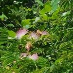 Albizia julibrissinFlower