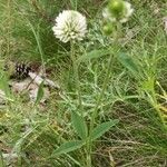 Trifolium montanum Flower
