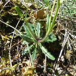 Arabis scabra Folio