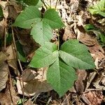 Toxicodendron radicans Лист