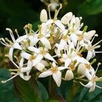 Cornus sanguineaFlower