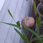 Setaria verticillataFlower