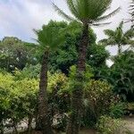 Cycas revoluta পাতা