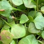 Claytonia rubra Blatt